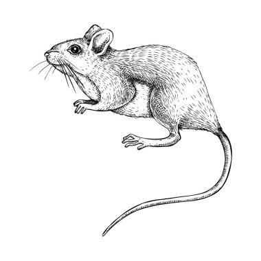 Alan faresi vektör çizimi. Elle çizilmiş vahşi yaşam çizimi. Beyaz arka planda küçük kemirgenler var. Baskı, poster, kart, kapak için siyah ve beyaz memeli hayvan çizimi.