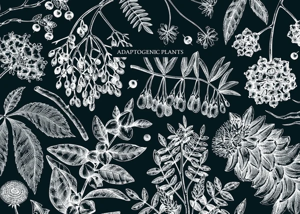 スケッチスタイルの適応植物の背景 スケッチされた薬草 葉のバナーデザイン ブランド ラベル 包装に最適です 黒板に植物イラスト — ストックベクタ