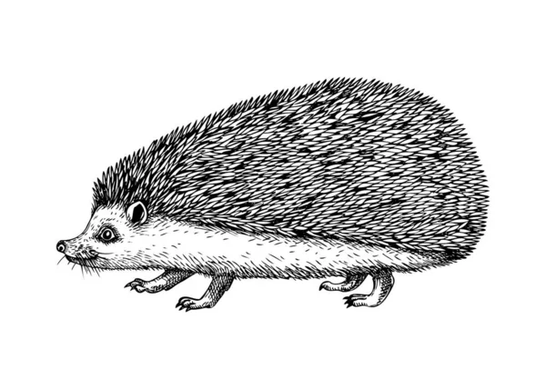 Hedgehog Vector Sketch Hand Drawn Wildlife Illustration Engraved Style Mammal — Stock Vector