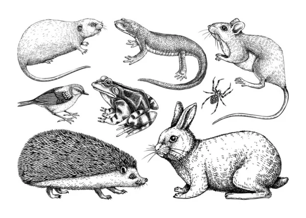 Animaux Forestiers Illustrations Vectorielles Style Croquis Collection Croquis Animaliers Dessinés — Image vectorielle