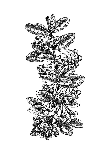 装飾的な秋の植物のスケッチ 火のとげの枝の描画 スケッチスタイルで手描きの植物要素 スケッチされた秋の葉や果実のイラスト 感謝祭の日のデザイン — ストックベクタ