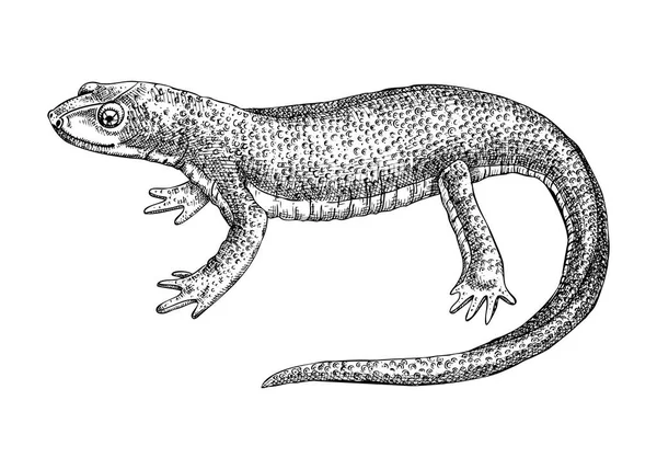 Newt Vektorskizze Handgezeichnete Tierdarstellung Gestochenen Stil Salamander Isoliert Auf Weißem — Stockvektor
