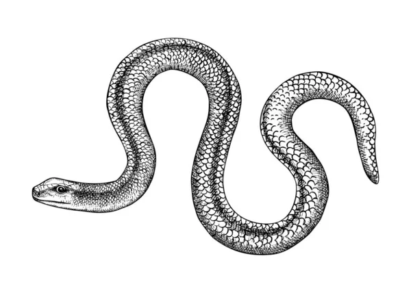 缓慢的蠕虫病媒草图 手绘野生动物插图的雕刻风格 没有腿的蜥蜴在白色背景上被隔离 黑白哺乳动物画图 用于印刷品 — 图库矢量图片