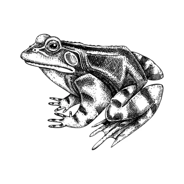 Croquis Vectoriel Grenouille Illustration Animalière Dessinée Main Style Gravé Amphibien — Image vectorielle