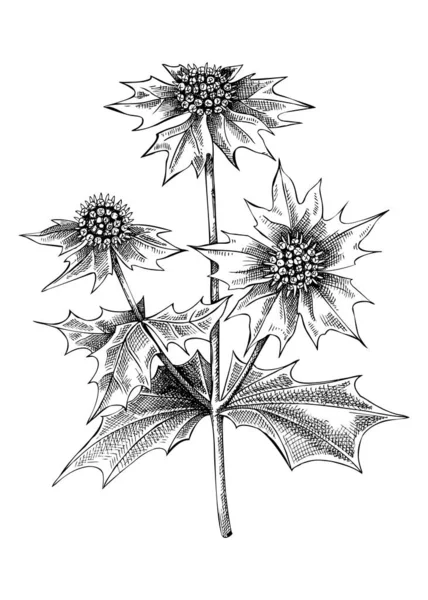 Eryngium Botanical Illustration Planta Decorativa Cardo Estilo Boceto Bosquejo Flores — Archivo Imágenes Vectoriales