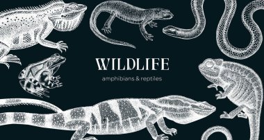 Robot resimdeki vektör hayvanlar. Elle çizilmiş sürüngenler ve amfibiler karatahtaya dizayn edilmiş. Herpetofauna çizimleri. Klasik vahşi yaşam çizimleri - iguana, kurbağa, semender, yılan, bukalemun, kertenkele