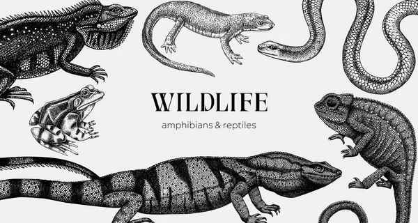 Antecedentes Animales Vectoriales Boceto Diseño Reptiles Anfibios Dibujados Mano Aislados — Vector de stock