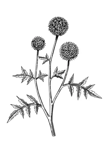 地球のアザミの植物図 スケッチスタイルで装飾的なアザミの植物 手描きの夏の花のスケッチ 白い背景に孤立した海岸の野草の絵 花のデザイン要素 — ストックベクタ