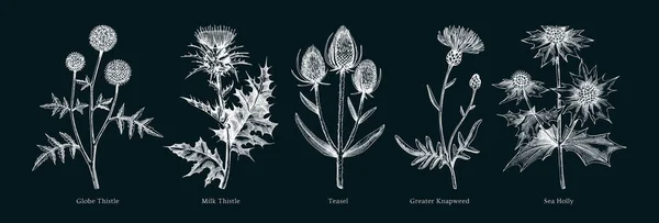 ベクター植物イラスト集 スケッチスタイルで装飾的なアザミの植物 手描きの夏の花のスケッチ 黒板に描かれた海岸の野花 花のデザイン要素 — ストックベクタ