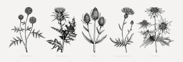 Vector Botanische Illustraties Collectie Decoratieve Distel Plant Schets Stijl Met — Stockvector