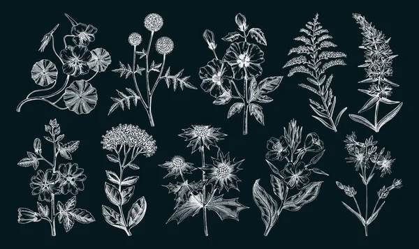 Kézzel Rajzolt Kert Nyári Virág Gyűjtemény Kerti Virágos Növények Gyógynövények — Stock Vector