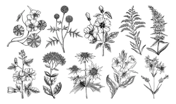 手描きの庭の夏の花コレクション 庭の開花植物のスケッチ 白地に隔離された植物図 カード ポスターのための彫刻スタイルの花のデザイン要素 — ストックベクタ
