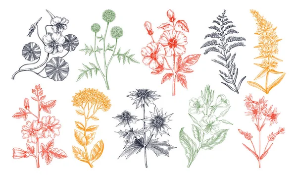 手描きの庭の夏の花コレクション 庭の開花植物は色でスケッチします 白地に隔離された植物図 カードのための彫刻スタイルの花のデザイン要素 — ストックベクタ