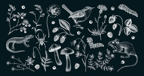 夏季设计元素的草图风格 动物和鸟类的植物绘画 古老的野生动物手绘插图 黑板上的实地植物草图 — 图库矢量图片