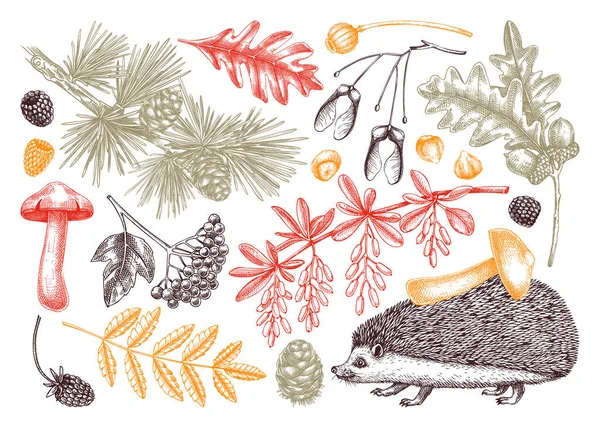 スケッチスタイルで秋の森のデザイン要素 落ちた葉 キノコ ハリネズミの植物画を色で描きます ヴィンテージの秋の植物手描きイラスト 森の自然セット — ストックベクタ