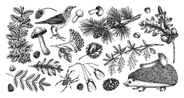 秋の森林ベクトルイラスト 野生動物のスケッチ集 手描きの秋のデザイン要素 落ち葉 ハリネズミ キノコのベクトル図面 ヴィンテージスタイルの秋の植物 — ストックベクタ