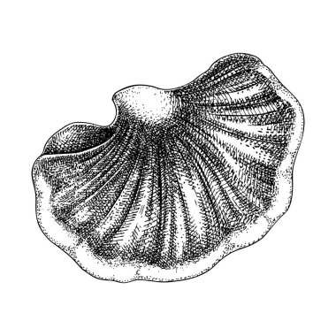 Biftek mantarı skeci. Yenilebilir mantar çizimi. Mantar proteini, micoprotein kaynağı. Beyaza izole edilmiş dil mantarı çizimi. Sağlıklı gıda ve bitki temelli et tasarım elementinin yerine geçer