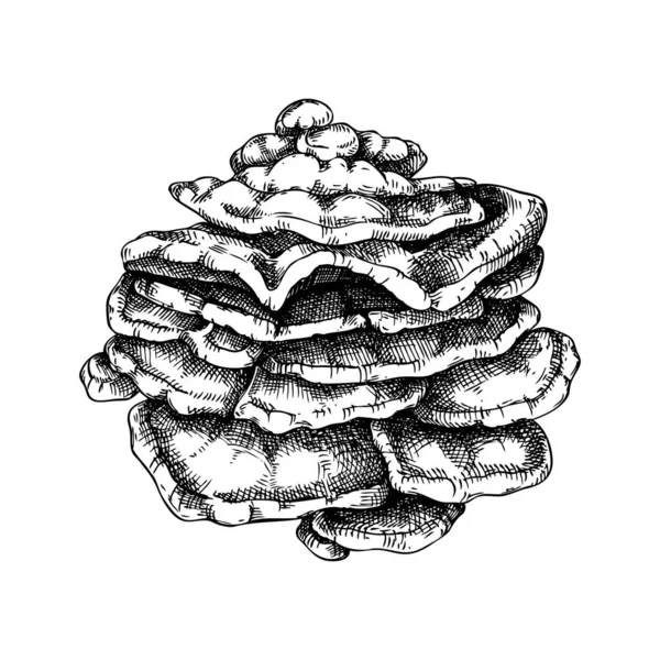 チキンキノコのスケッチ 食用真菌イラスト 真菌タンパク質 真菌タンパク源 白に隔離された硫黄の棚キノコの絵 健康食品や植物由来の肉に代わるデザイン要素 — ストックベクタ