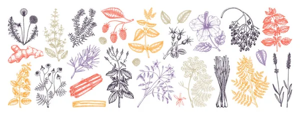 Ručně Kreslený Čaj Složky Kolekce Barvě Botanická Ilustrace Ovoce Květin — Stockový vektor