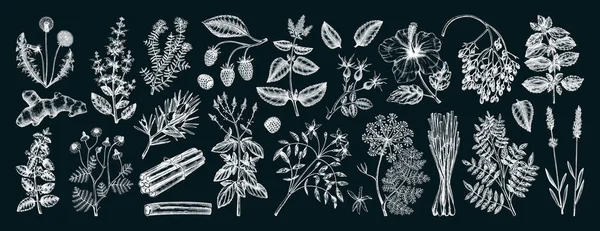 손으로 재료들은 칠판에 모은다 허브의 식물학적 삽화가 레시피 아이콘 포장에 — 스톡 벡터
