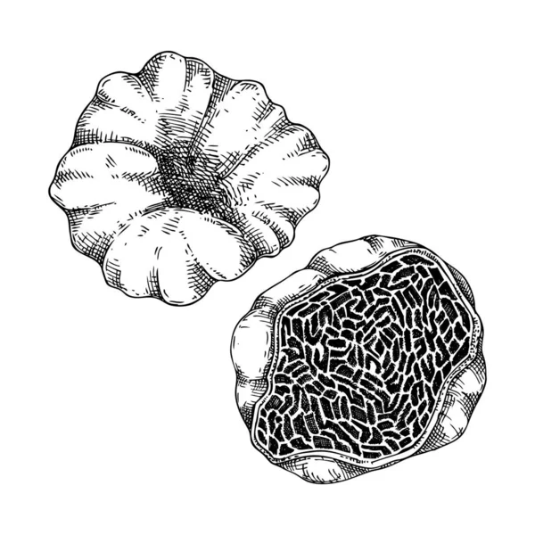 Ilustração Vetorial Trufa Branca Desenho Fungos Comestíveis Proteína Fúngica Fonte — Vetor de Stock