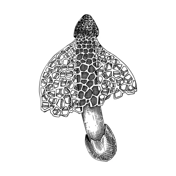 竹菇素描 手绘蒙面女士 奇怪的真菌图 异国森林植物 在白色背景上分离的食用菌画 — 图库矢量图片