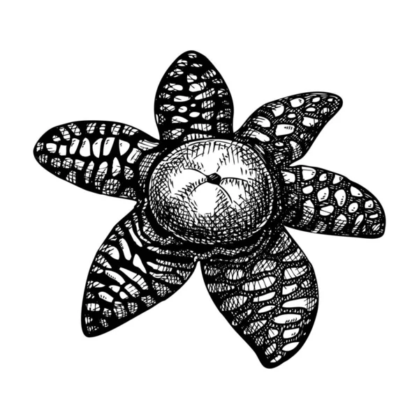 Erdsternpilz Skizze Seltsame Pilz Illustration Handgezeichnete Waldpflanze Exotische Pilzzeichnung Isoliert — Stockvektor