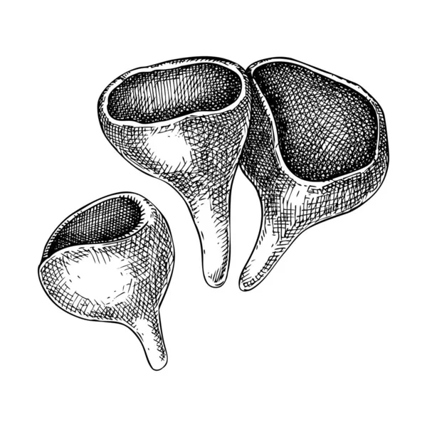 Coupe Elfe Écarlate Croquis Aux Champignons Illustration Bizarre Champignon Plante — Image vectorielle