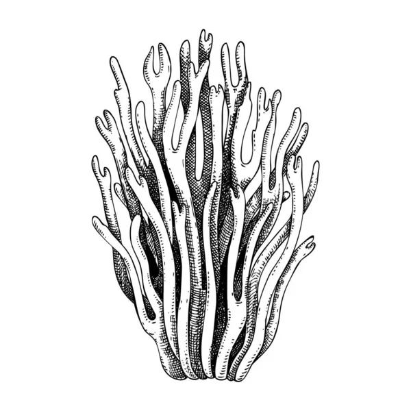 紫珊瑚蘑菇素描 神奇的真菌图解 手工绘制的森林植物 在白色背景上孤立的洋红珊瑚蘑菇画 — 图库矢量图片