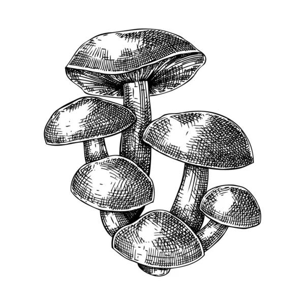 Croquis Champignon Tige Velours Illustration Champignon Comestible Protéines Fongiques Source — Image vectorielle