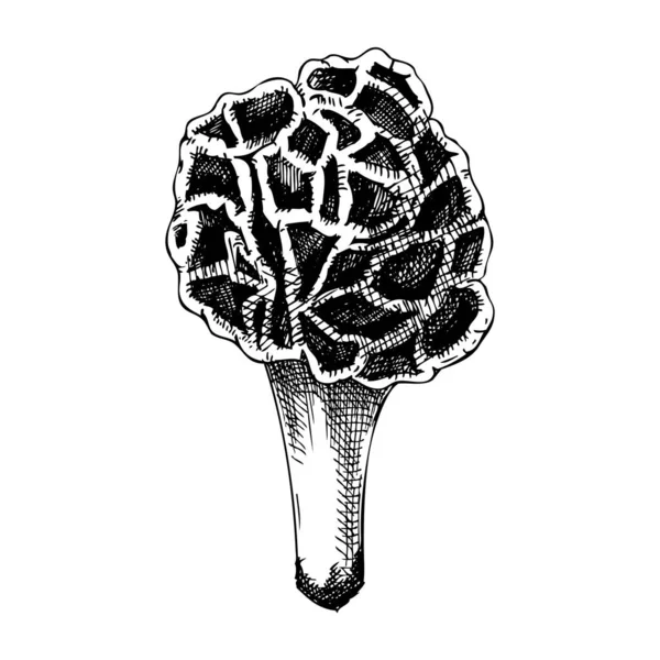 假莫雷尔蘑菇素描 手绘致命毒菌图例 在白色上隔绝的森林蘑菇画 有毒林地植物的设计元素 — 图库矢量图片