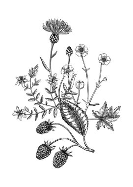 Skeç tarzında yaz çiçeği buketi. Ahududu, düğün çiçeği, devedikeni, St. John 's Wort' lu botanik çizimleri. Düğün davetiyeleri ya da dekorasyon için el yapımı klasik kır çiçekleri.