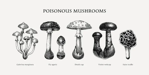 Set Schizzi Funghi Velenosi Raccolta Illustrazioni Fungine Mortale Disegnata Mano — Vettoriale Stock