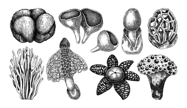 异型蘑菇草图 手工绘制的古老风格的真菌图解 异国森林植物 奇怪的蘑菇画孤立的白色背景 — 图库矢量图片