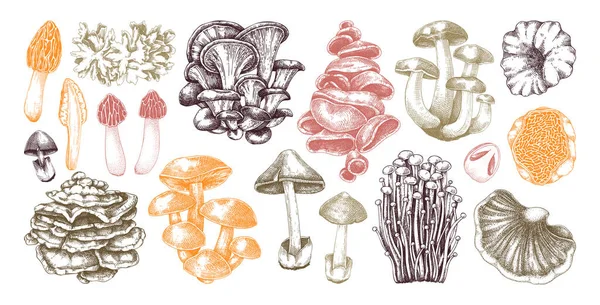 手绘颜色的蘑菇 食用菌草图 真菌蛋白 真菌蛋白来源 植物性食物 素食产品 横幅矢量插图 — 图库矢量图片