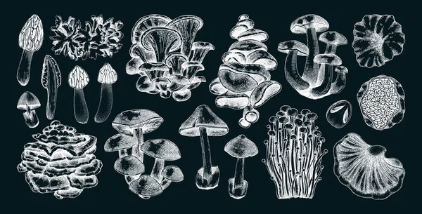 Cogumelos Desenhados Mão Chalkboard Esboços Fungos Comestíveis Proteína Fúngica Fonte —  Vetores de Stock