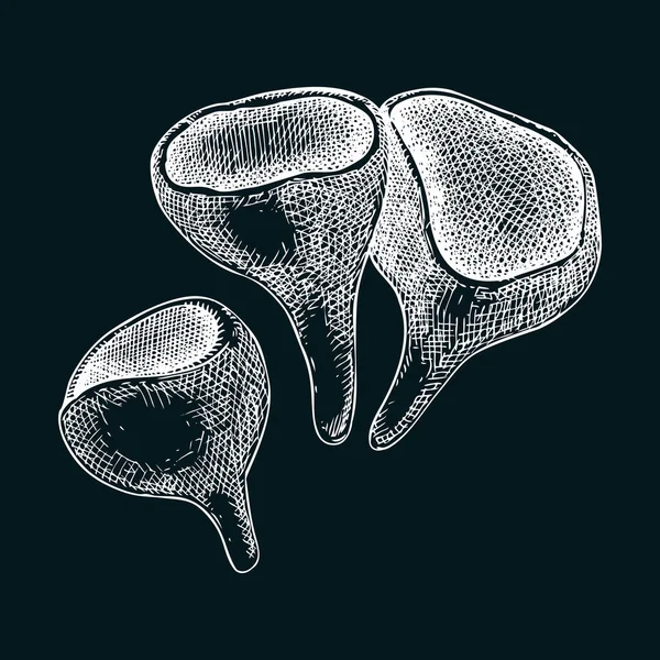 スカーレットセルフカップキノコのスケッチ ヴィンテージスタイルの変な真菌イラスト 手描きの森林植物 スカーレットキャップ 黒板にエキゾチックなキノコの絵 — ストックベクタ