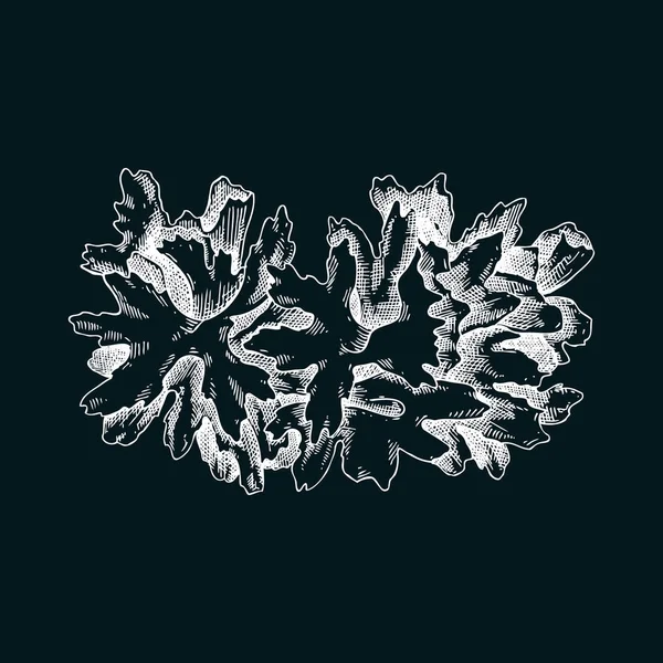 Sneeuwpaddenstoel Schets Tremella Schimmels Eetbare Schimmel Illustratie Schimmeleiwit Mycoproteïne Plantaardig — Stockvector