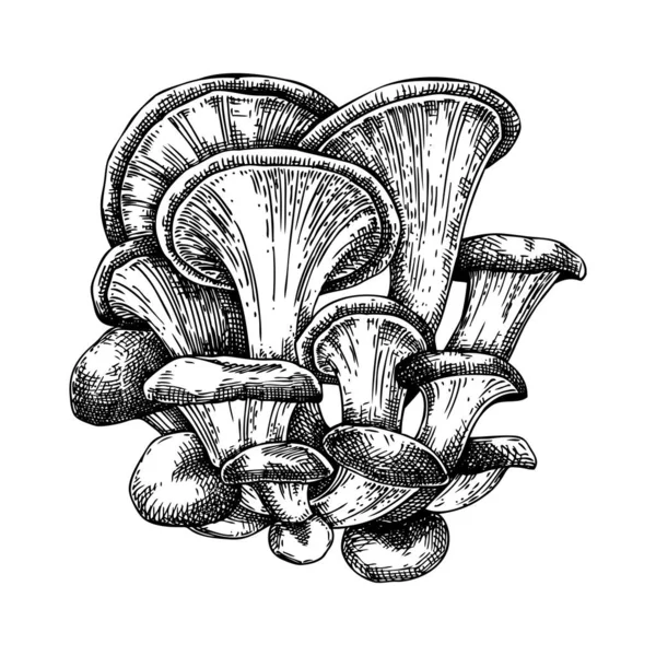Croquis Champignons Huîtres Illustration Champignons Comestibles Dessinée Main Protéines Fongiques — Image vectorielle