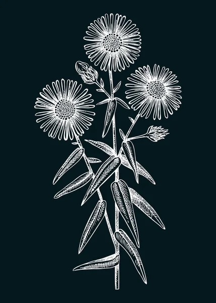 Illustration Des Astervektors Handgezeichnete Herbstblumen Skizze Michaelas Gänseblümchenzeichnung Auf Kreidetafel — Stockvektor