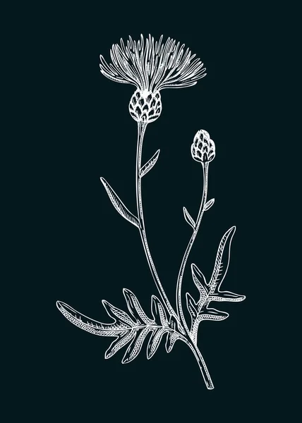 일러스트가 손으로 스케치 칠판에 야생화 그림그리기 초원이나 꽃피는 식물이다 식물학적 — 스톡 벡터