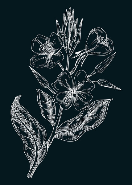 Вечерняя векторная иллюстрация. Ручной рисунок летнего цветка. Рисунок полевого цветка на доске. Съедобное цветущее растение. Ингредиент традиционной медицины. Цветочный элемент дизайна 
