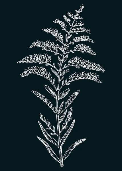 Голдрод Векторні Ілюстрації Мальований Вручну Літній Квітковий Ескіз Малюнок Дикої — стоковий вектор