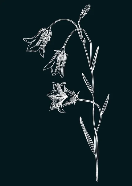 Harebell Vektor Illustration Handgezeichnete Blauglocke Sommerblumen Skizze Wildblumen Wiesen Unkraut — Stockvektor