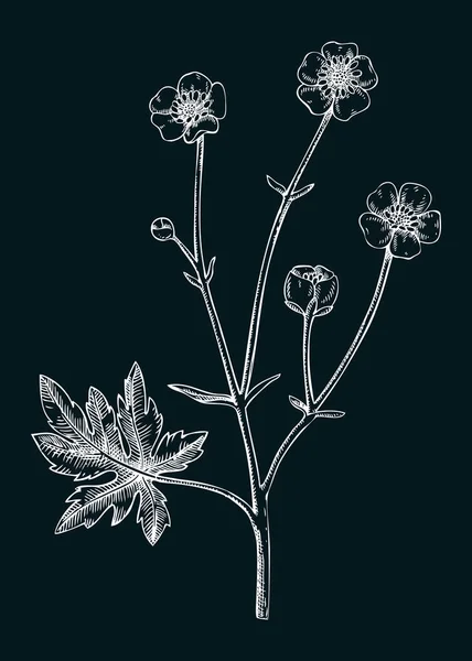 Meadow Buttercup Vector Illustration Hand Drawn Summer Flower Sketch Wildflower — Stock Vector