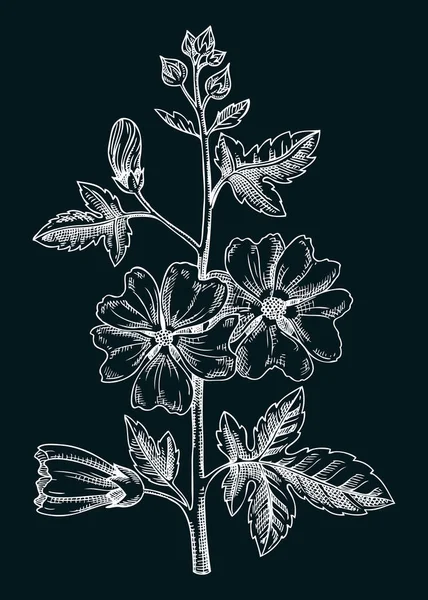 Rose Sharon Vector Illustratie Handgetekende Zomerbloemenschets Hibiscus Tekent Schoolbord Malva — Stockvector