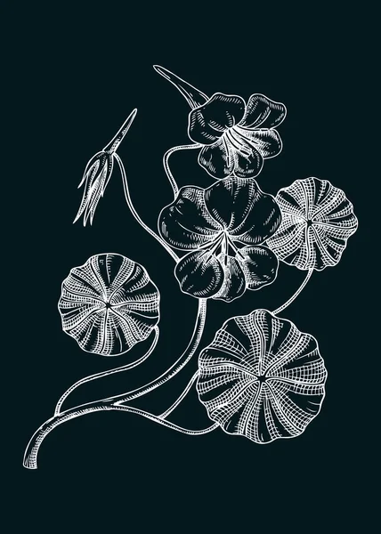 Abbildung Der Kapuzinerkresse Handgezeichnete Sommerblumen Skizze Wildblumenzeichnung Auf Kreidetafel Blühende — Stockvektor