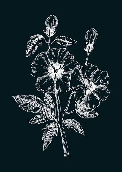 Vektorillustration Der Rose Von Sharon Handgezeichnete Sommerblumen Skizze Hibiskus Zeichnet — Stockvektor