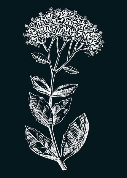 Sedum Vektorillustration Handgezeichnete Sommerblumen Skizze Steinpflanzen Zeichnen Auf Kreidetafel Sukkulenten — Stockvektor