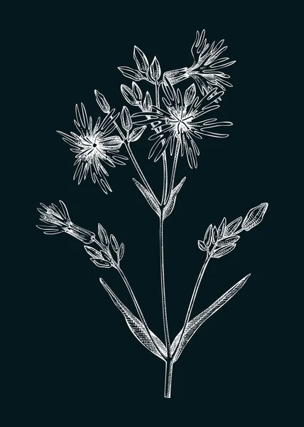 Ragged Robin Ilustração Vetorial Botânica Desenho Flor Verão Desenhado Mão — Vetor de Stock